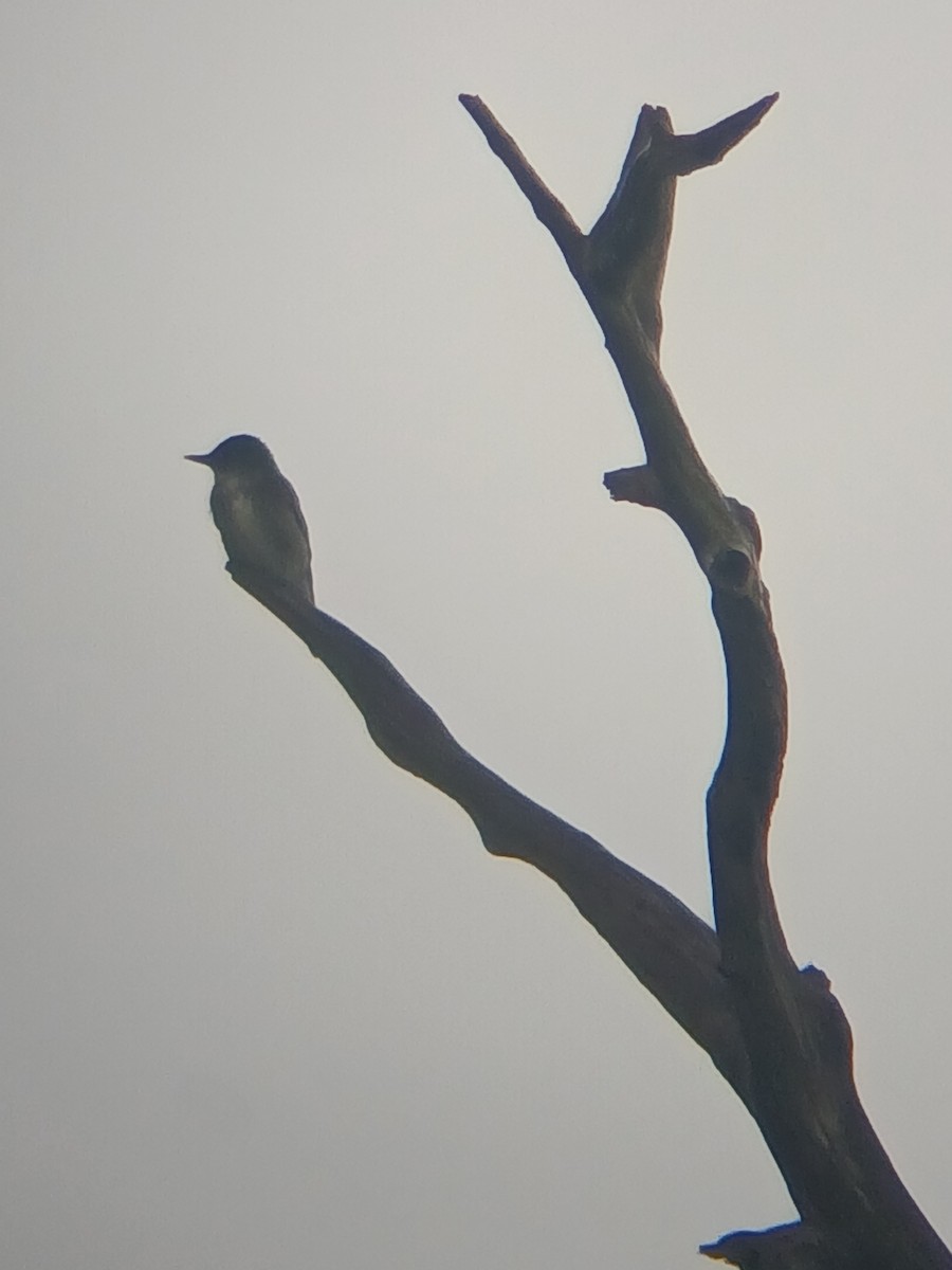 Olive-sided Flycatcher - ML641032838