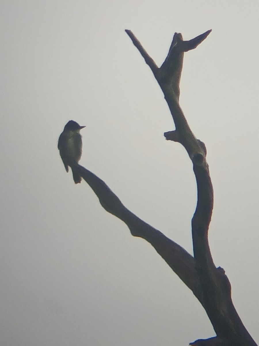 Olive-sided Flycatcher - ML641032839