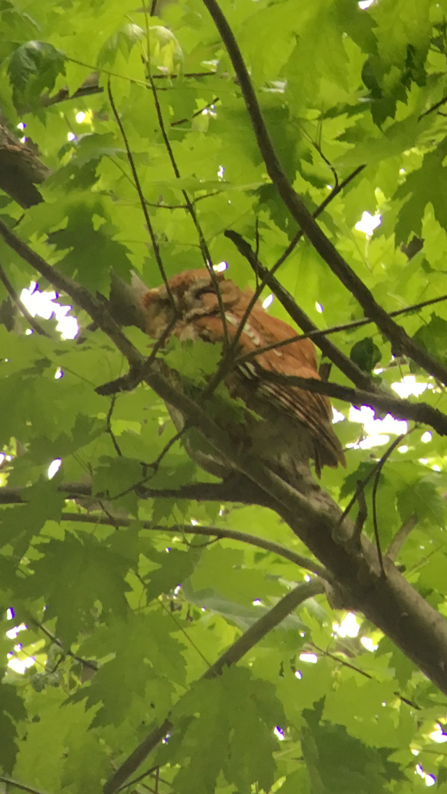 Eastern Screech-Owl - ML641032851