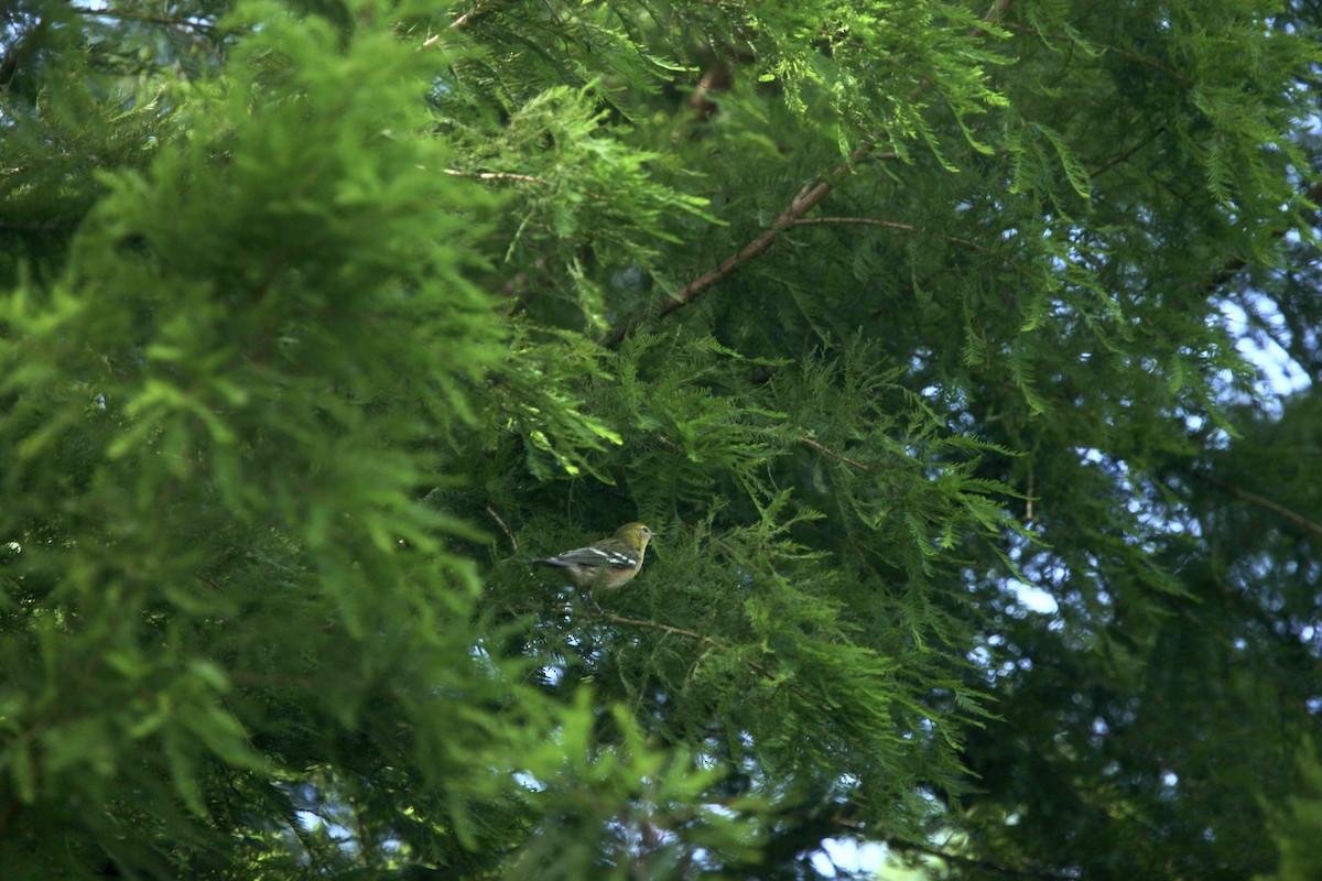 Bay-breasted Warbler - ML641032852