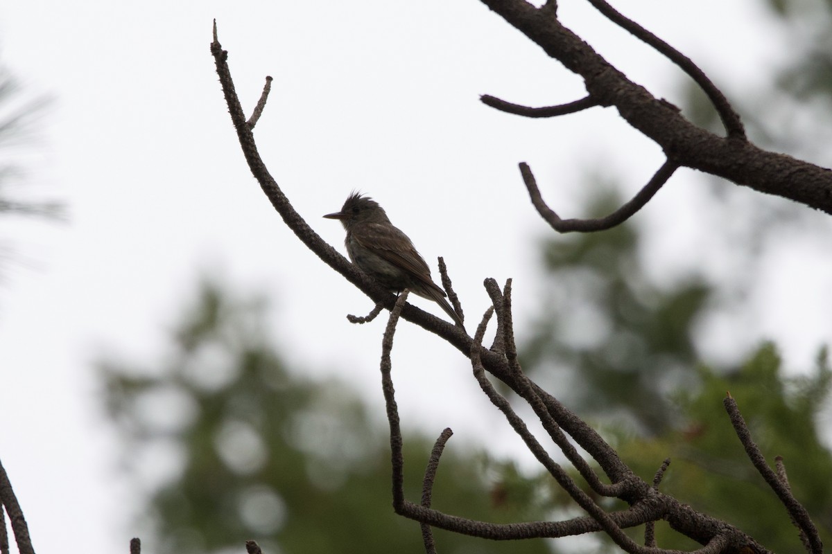 Greater Pewee - ML641032861