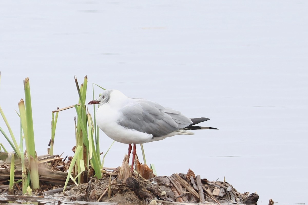 Gray-hooded Gull - ML641032901