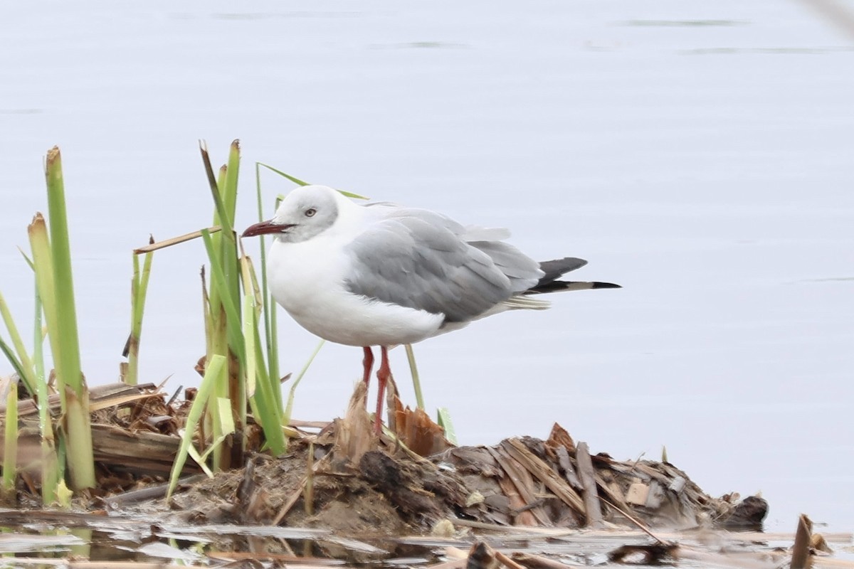 Gray-hooded Gull - ML641032903