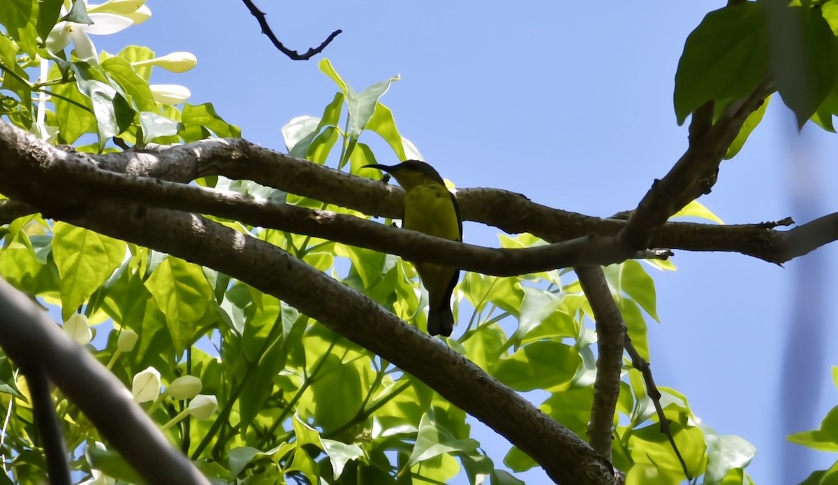 Ornate Sunbird (Ornate) - ML641032948
