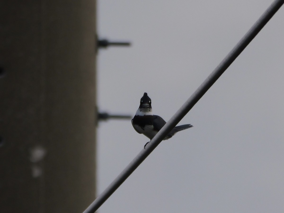 Belted Kingfisher - ML641032973
