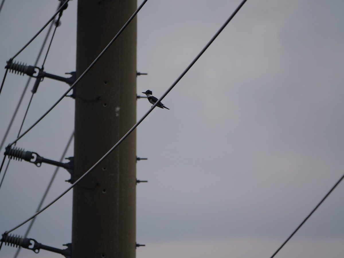 Belted Kingfisher - ML641032974