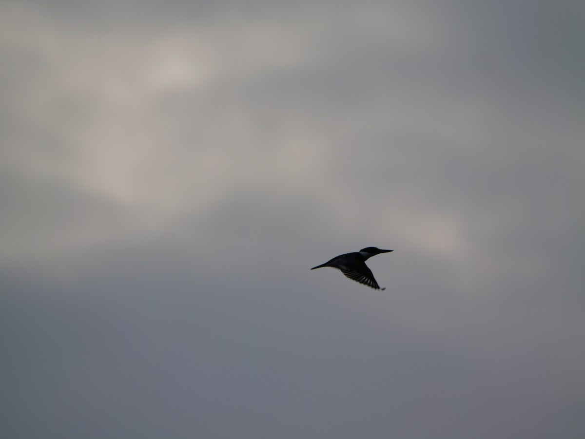 Belted Kingfisher - ML641032975