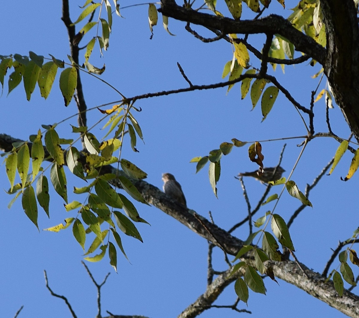 hýl rudoprsý - ML641033002