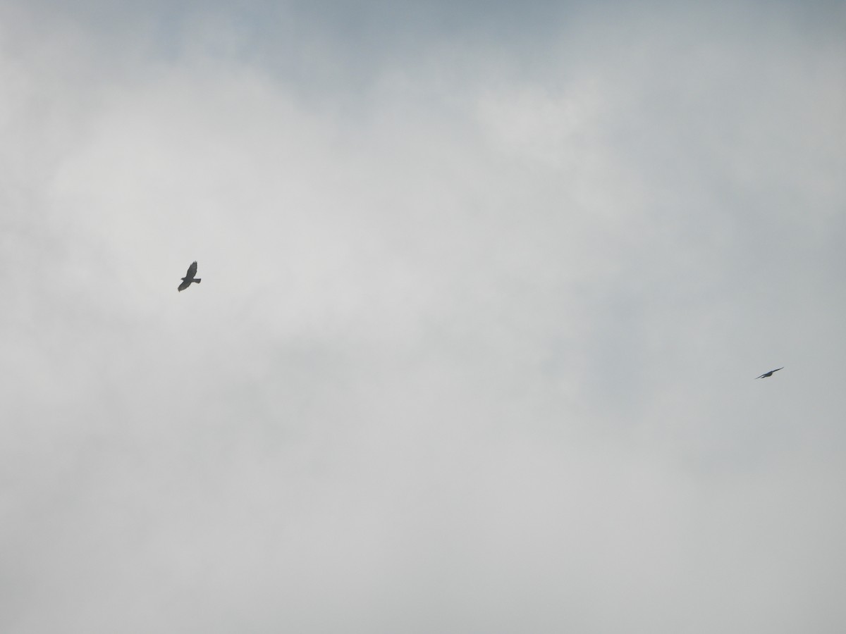 Broad-winged Hawk - ML641033010