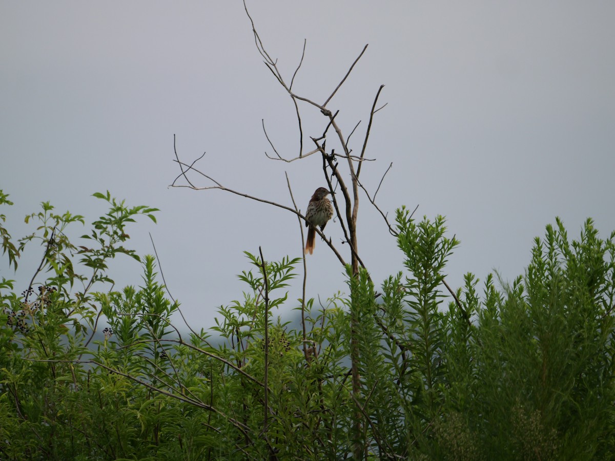 Rotspottdrossel - ML641033030
