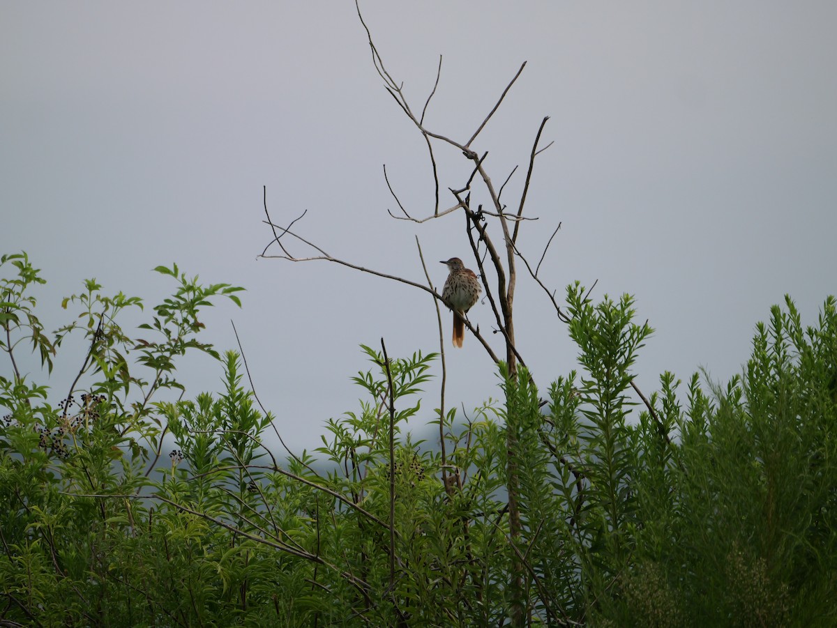 Rotspottdrossel - ML641033032