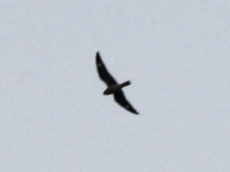 Common Nighthawk - ML641033075