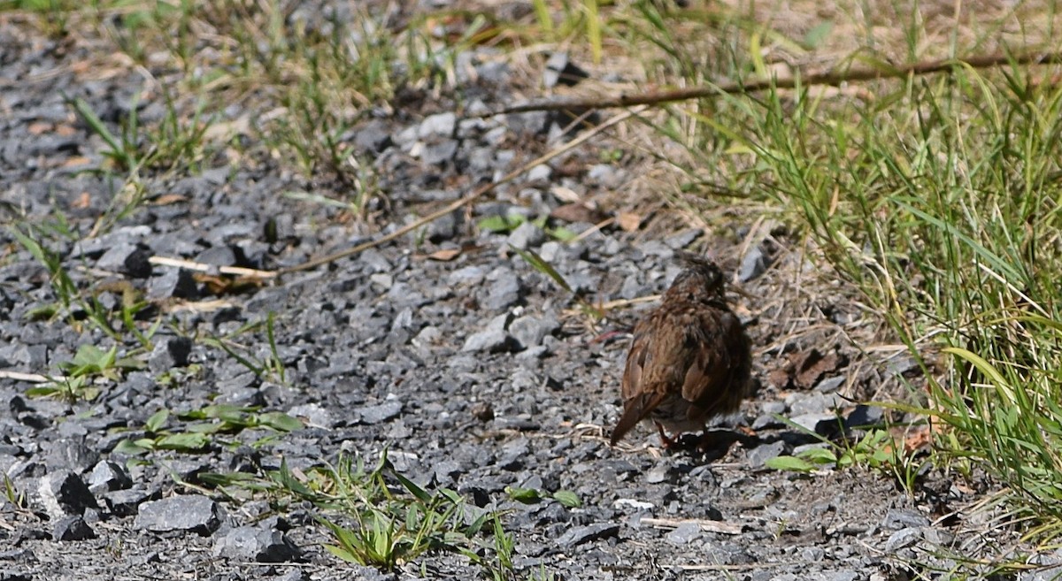 Song Sparrow - ML641033088