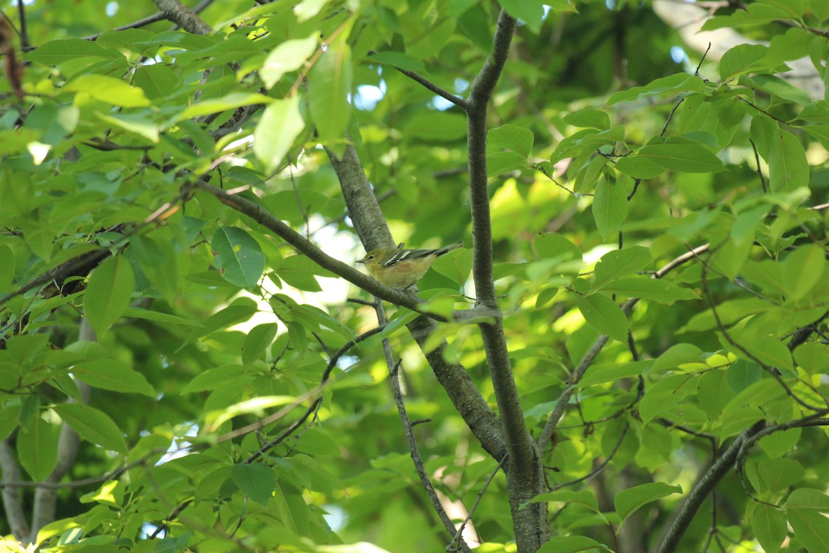 Bay-breasted Warbler - ML641033100