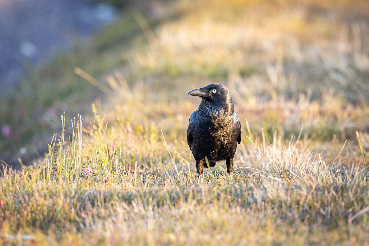 Forest Raven - ML641033110