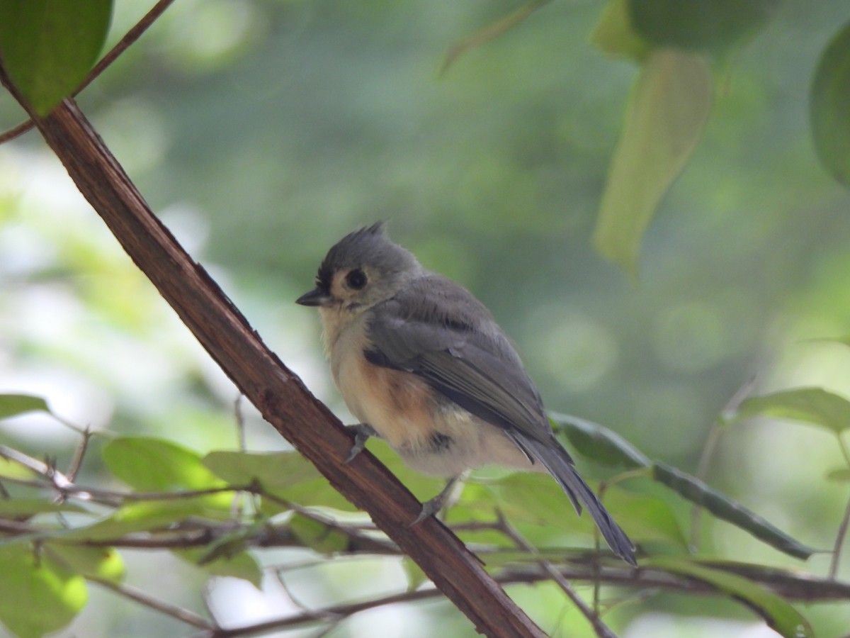 Tufted Titmouse - ML641033117