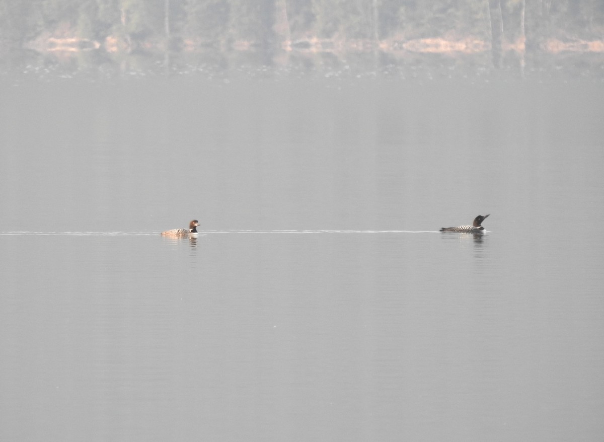 Common Loon - ML641033146