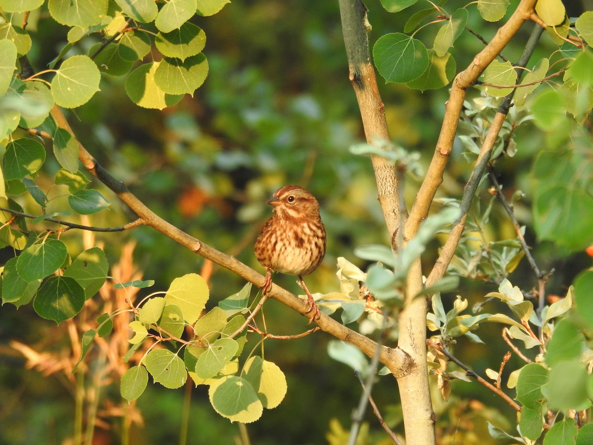 Song Sparrow - ML641033150