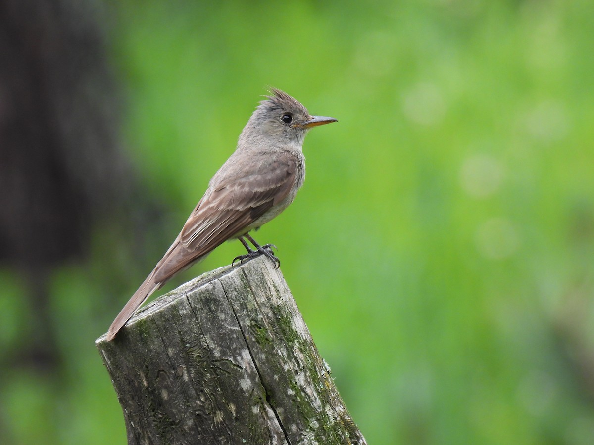Greater Pewee - ML641033162
