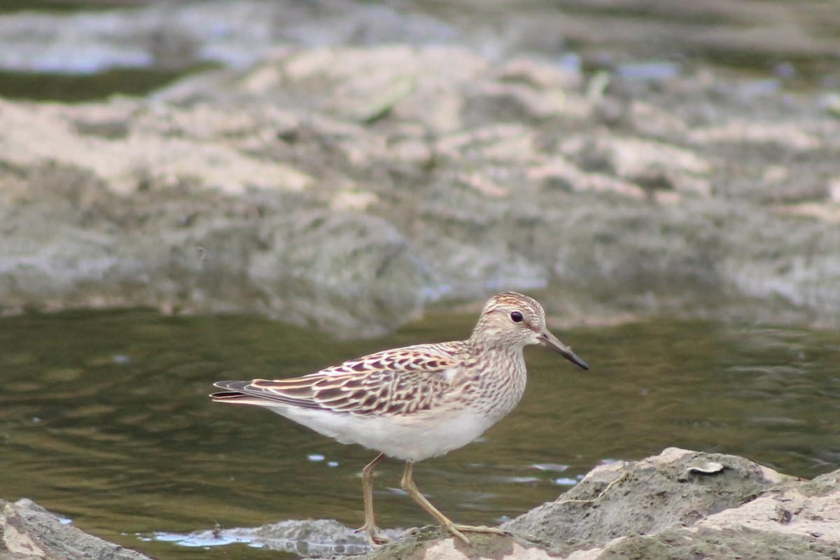Pectoral Sandpiper - ML641033173