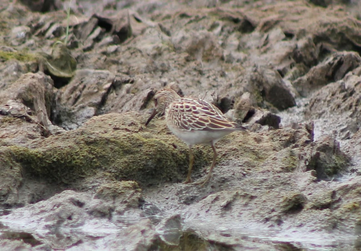 Pectoral Sandpiper - ML641033186