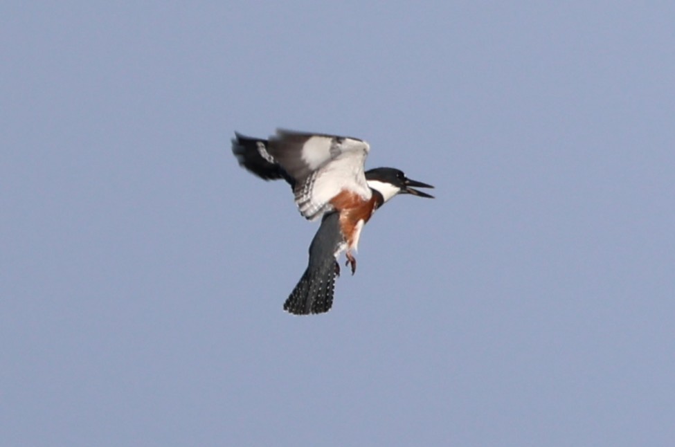 Belted Kingfisher - ML641033195