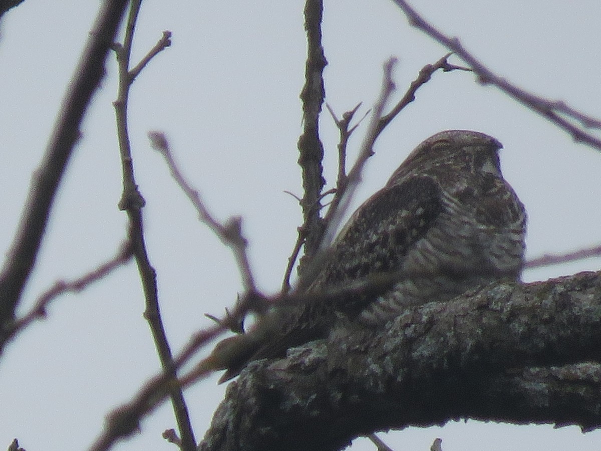 Common Nighthawk - ML641033200