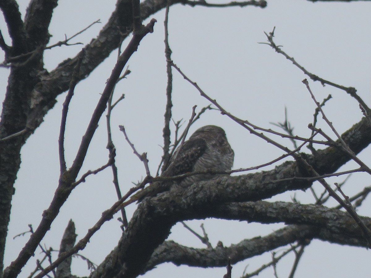 Common Nighthawk - ML641033201