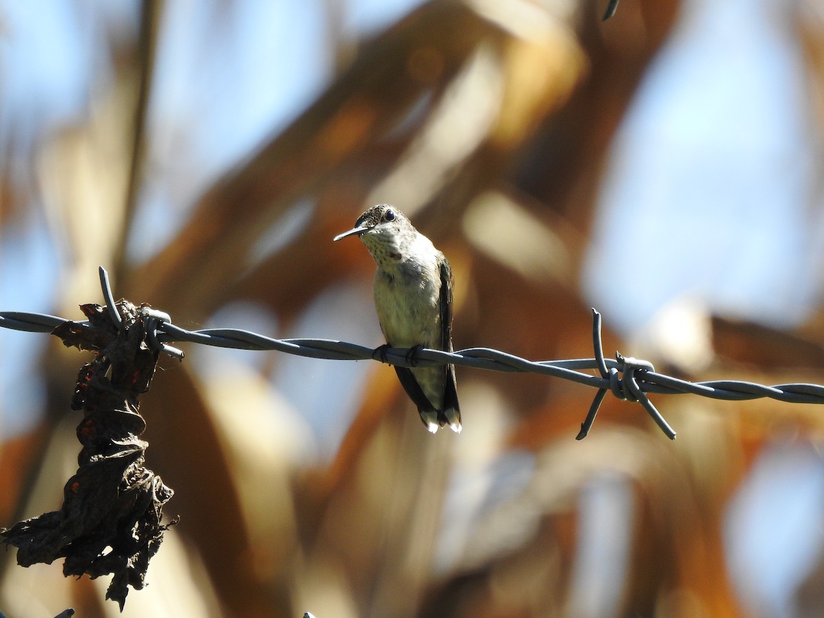 Ruby-throated Hummingbird - ML641033208