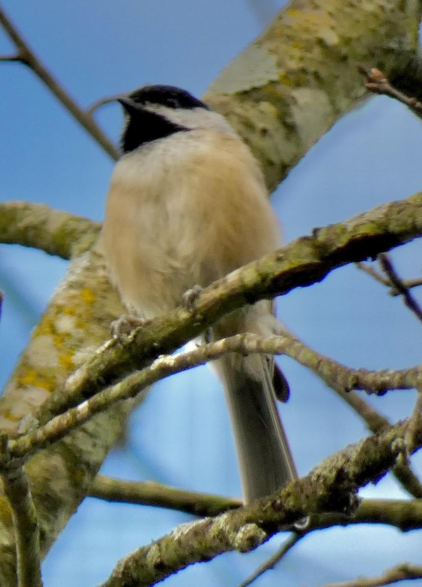 Carolina Chickadee - ML641033217