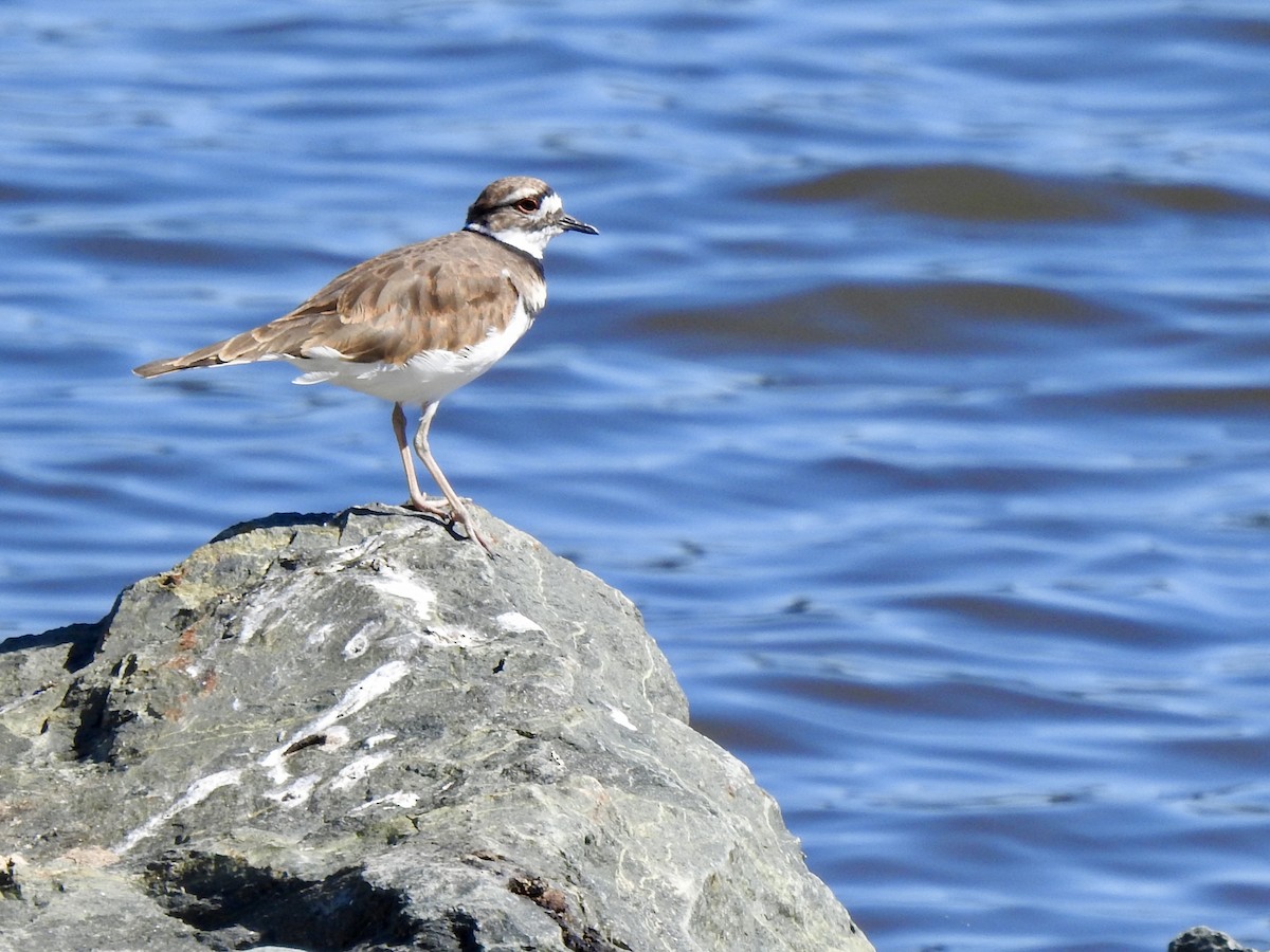Killdeer - ML641033227