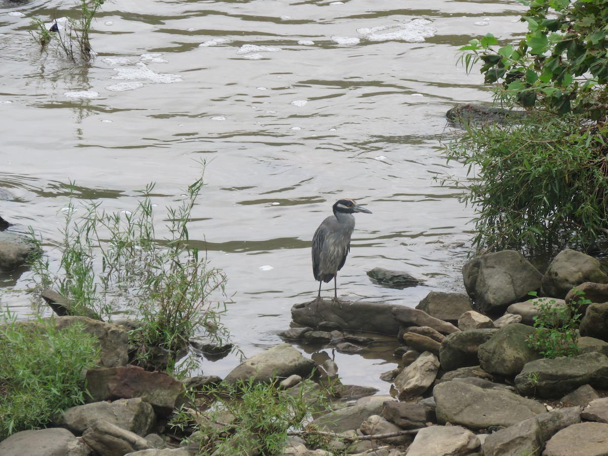 Yellow-crowned Night Heron - ML641033237