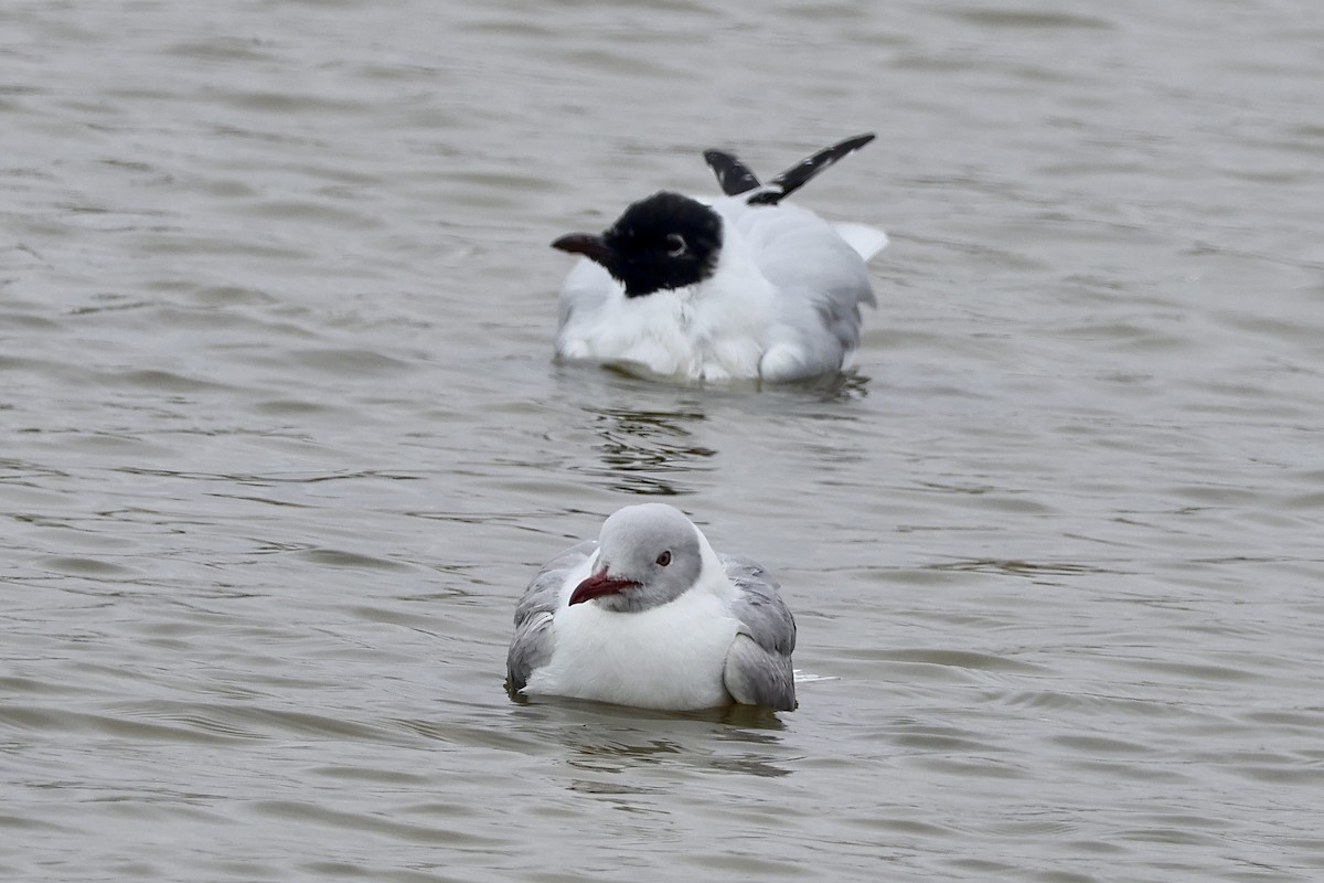 Gray-hooded Gull - ML641033259
