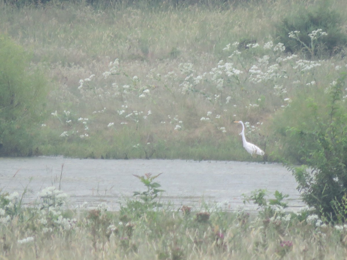 Great Egret - ML641033260