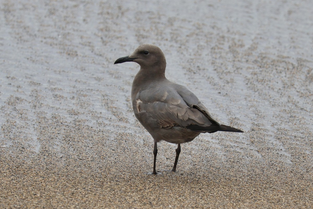 Gray Gull - ML641033269