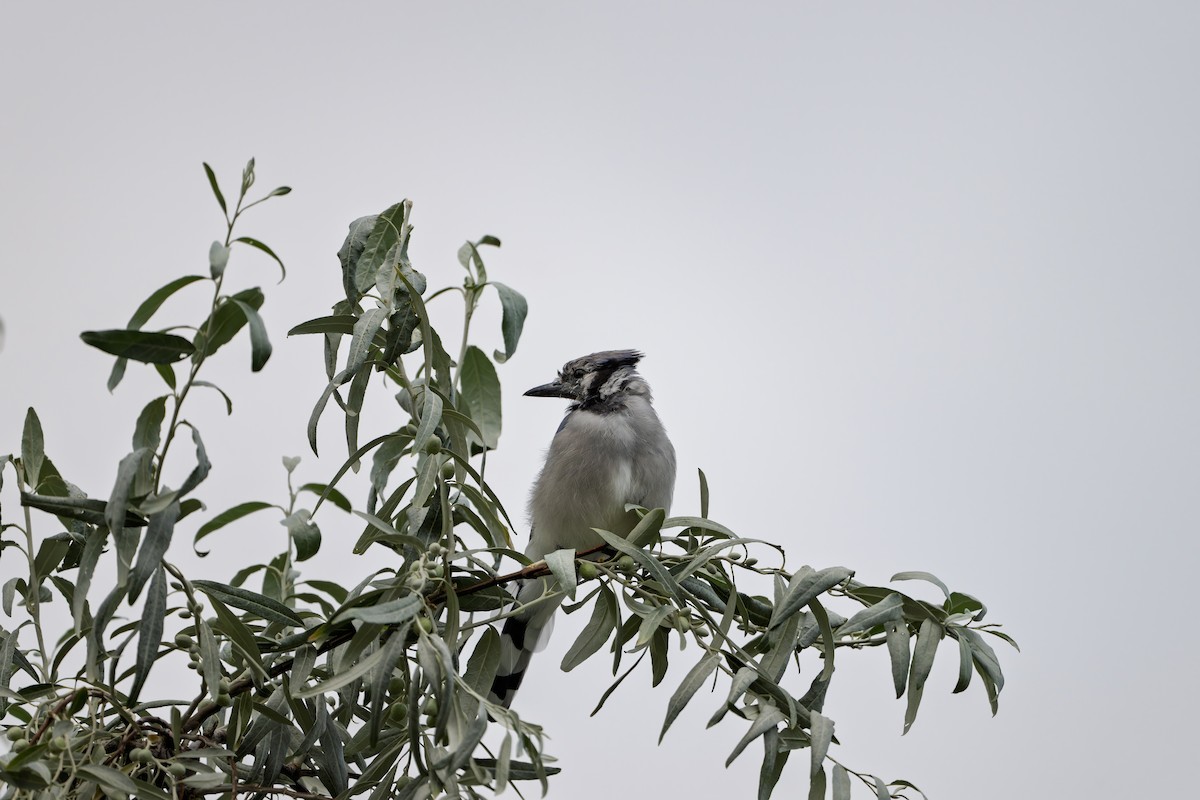 Blue Jay - ML641033272