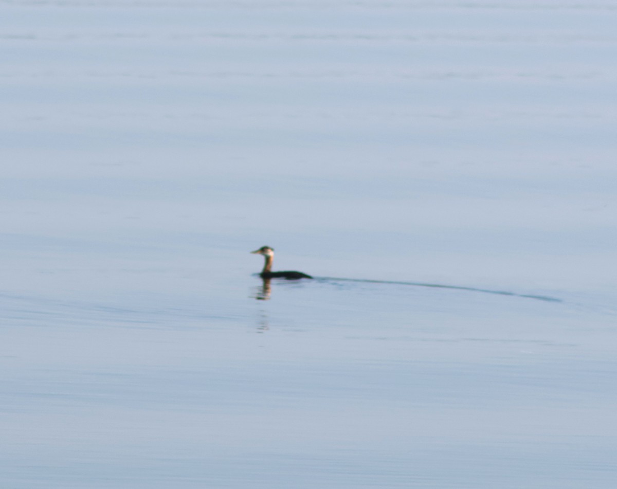 Red-necked Grebe - ML641033322