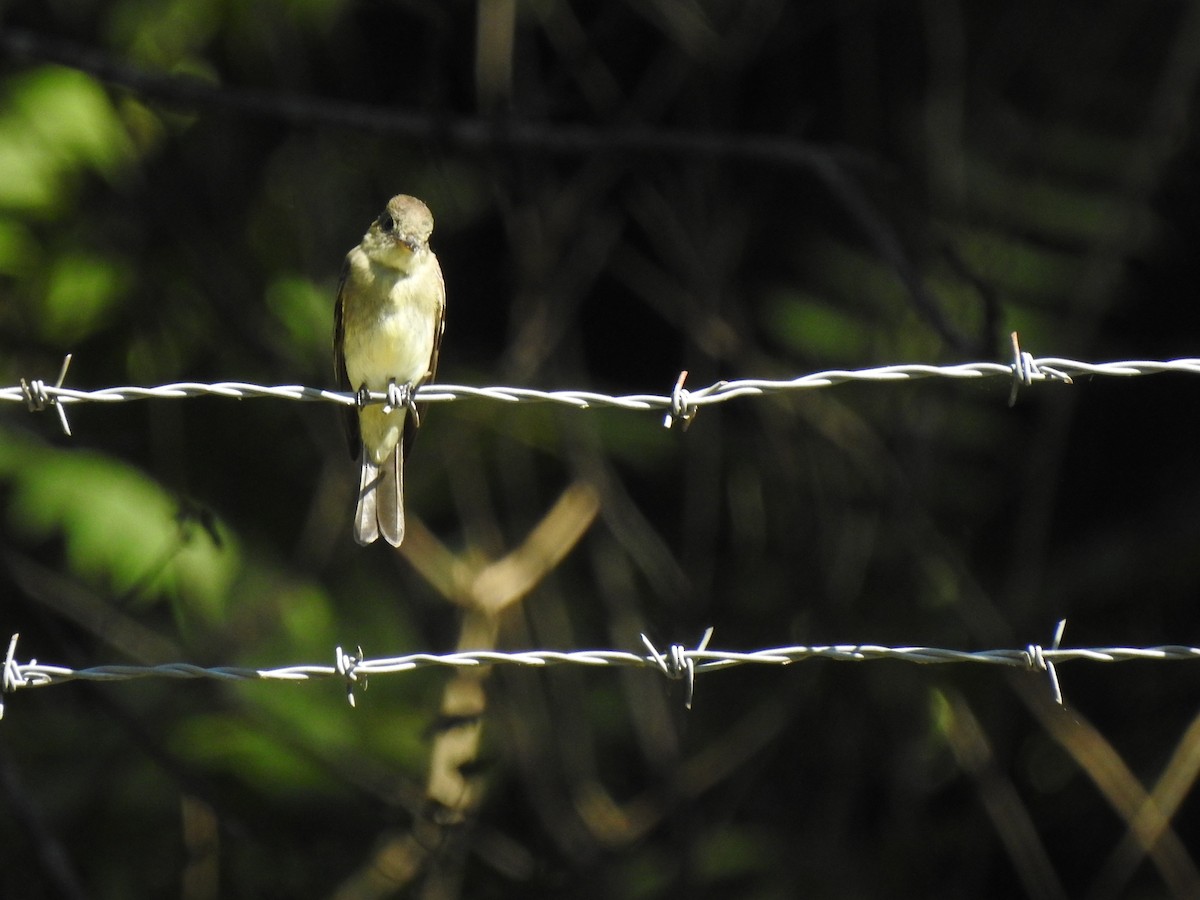 Eastern Wood-Pewee - ML641033325