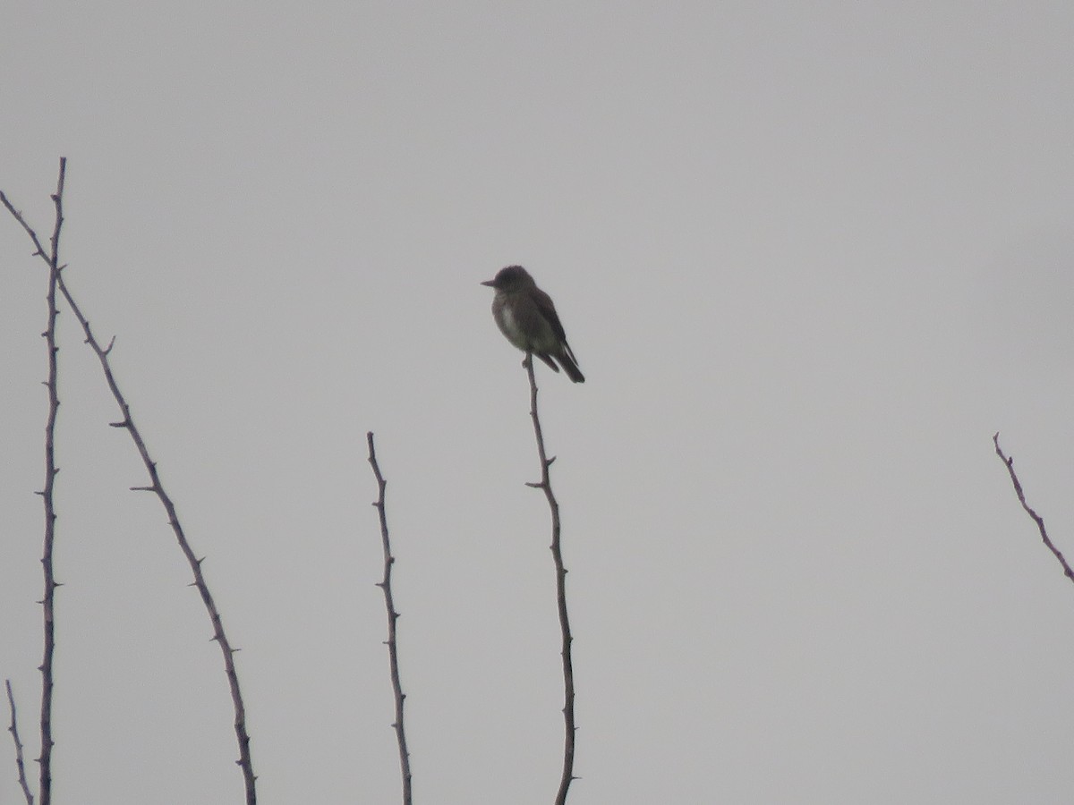 Olive-sided Flycatcher - ML641033333