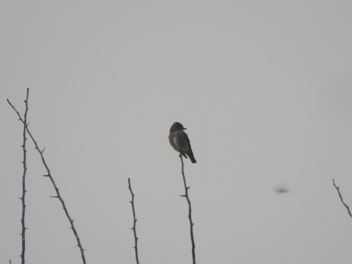 Olive-sided Flycatcher - ML641033334