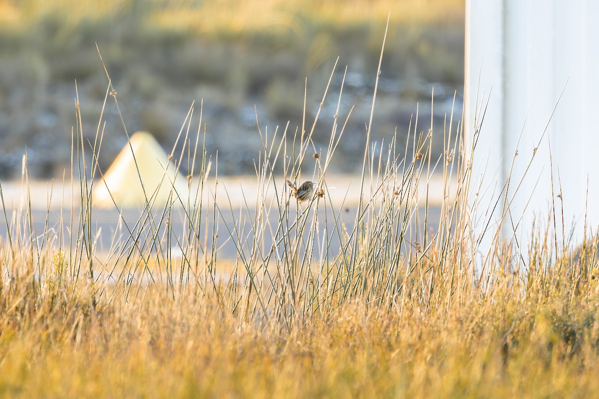 Striated Fieldwren - ML641033339