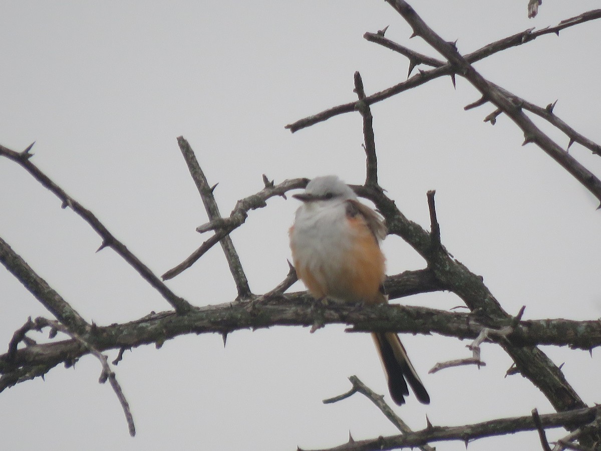 Scissor-tailed Flycatcher - ML641033340