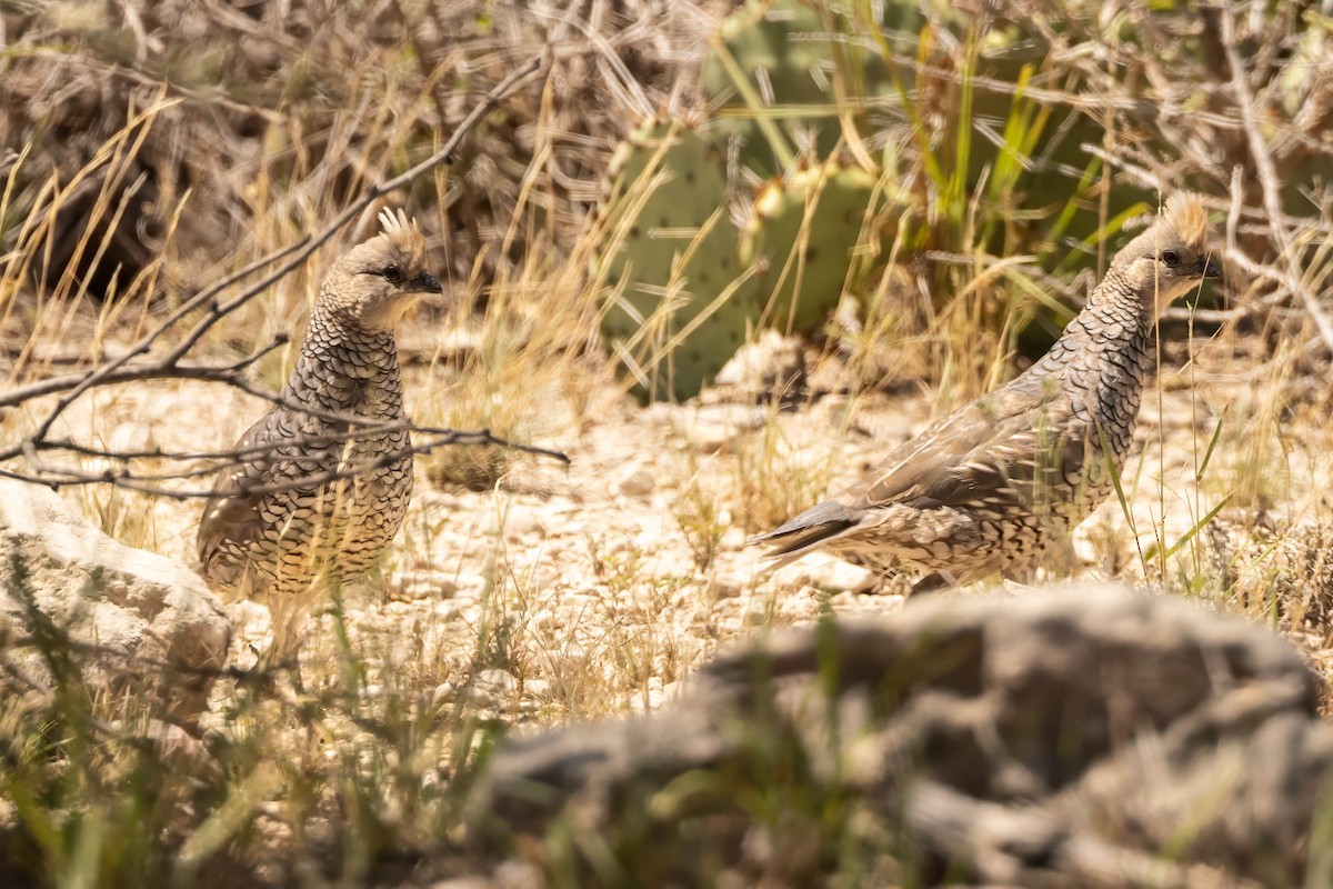 Scaled Quail - ML641033350