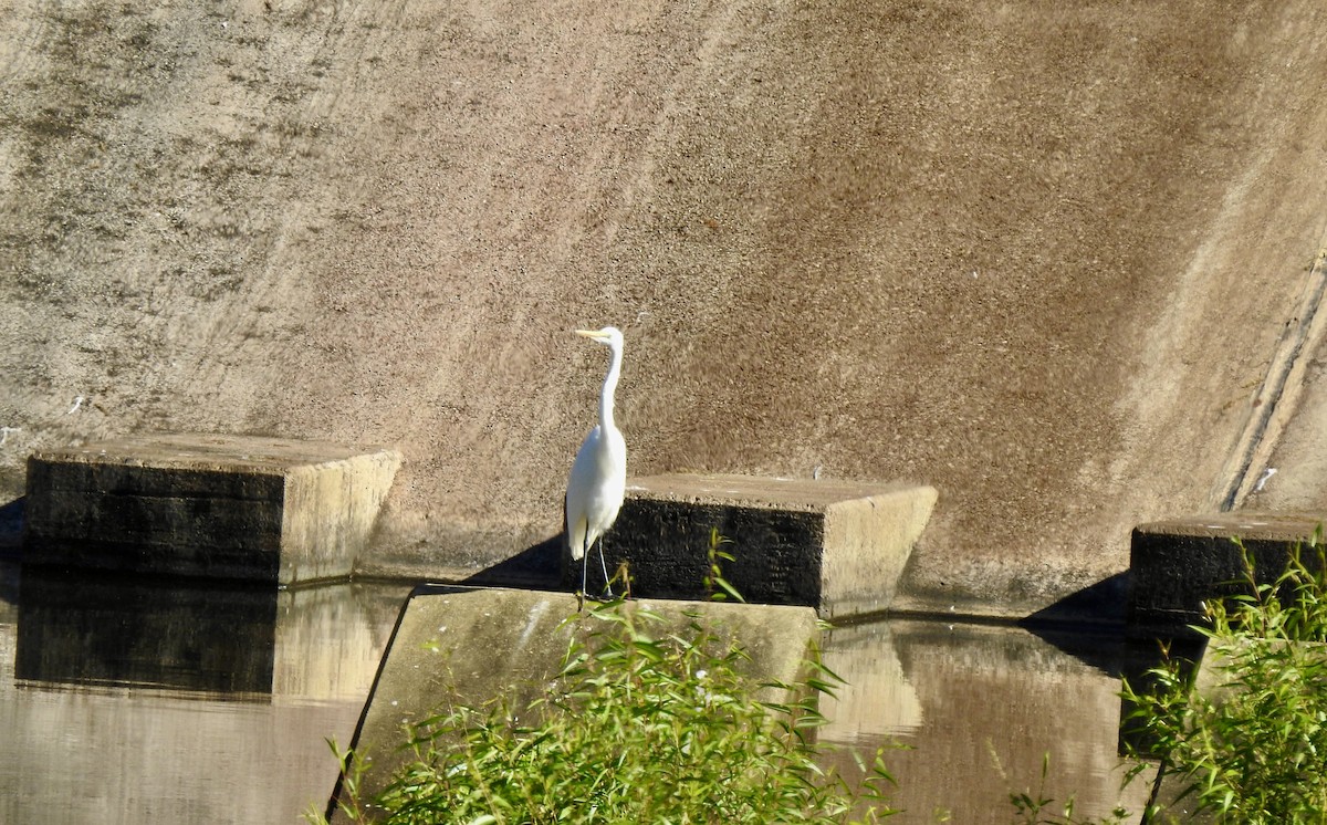 Great Egret - ML641033361