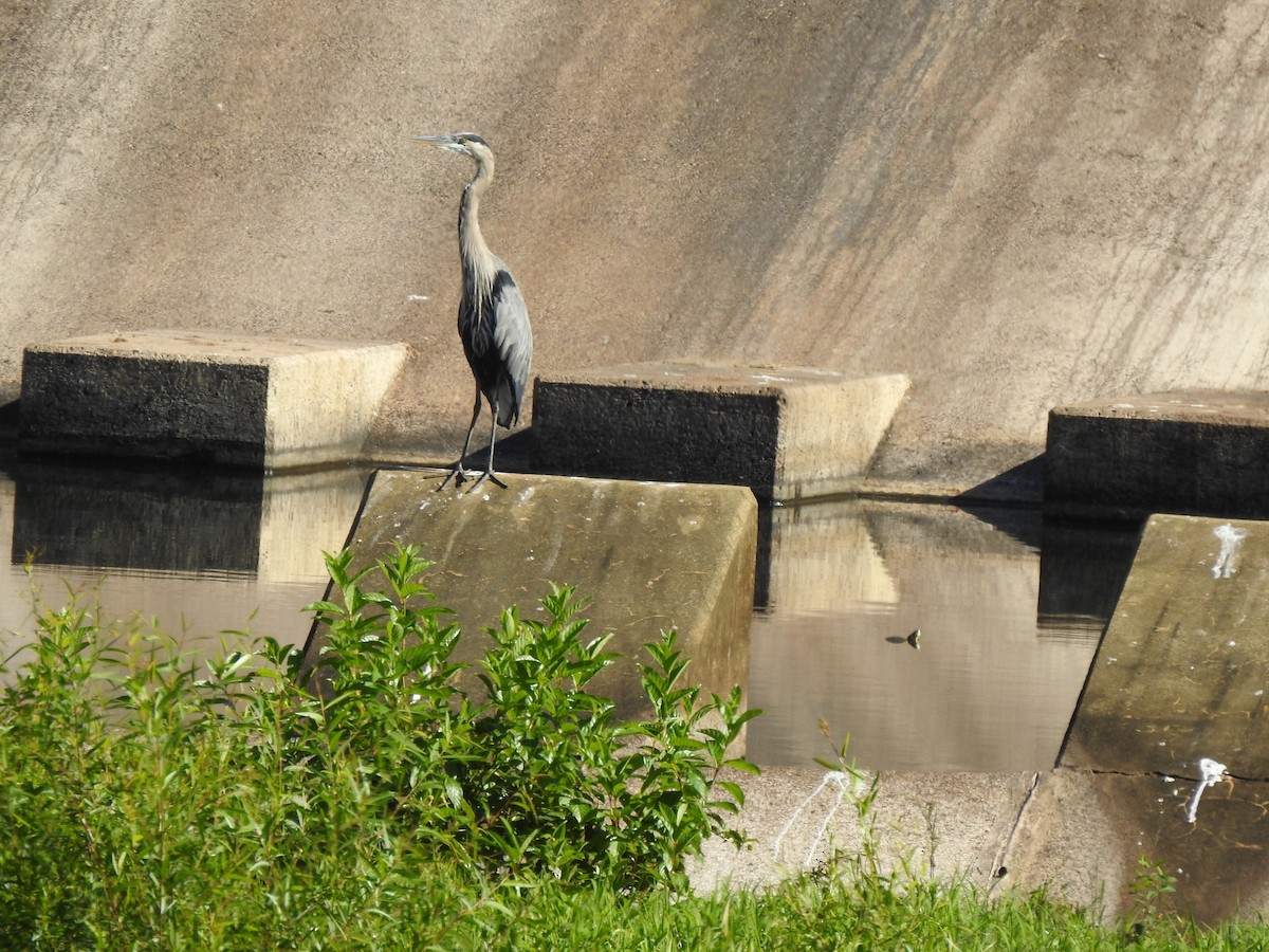 Great Blue Heron - ML641033374