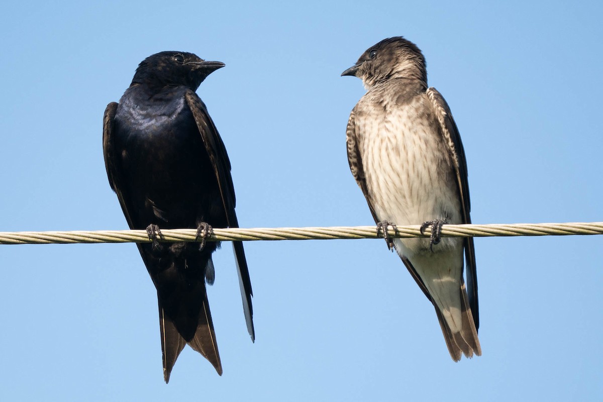 Purple Martin - ML641033380