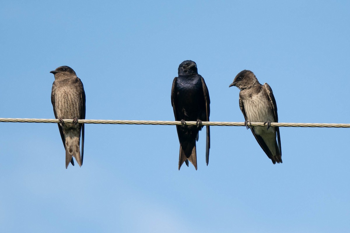 Purple Martin - ML641033381