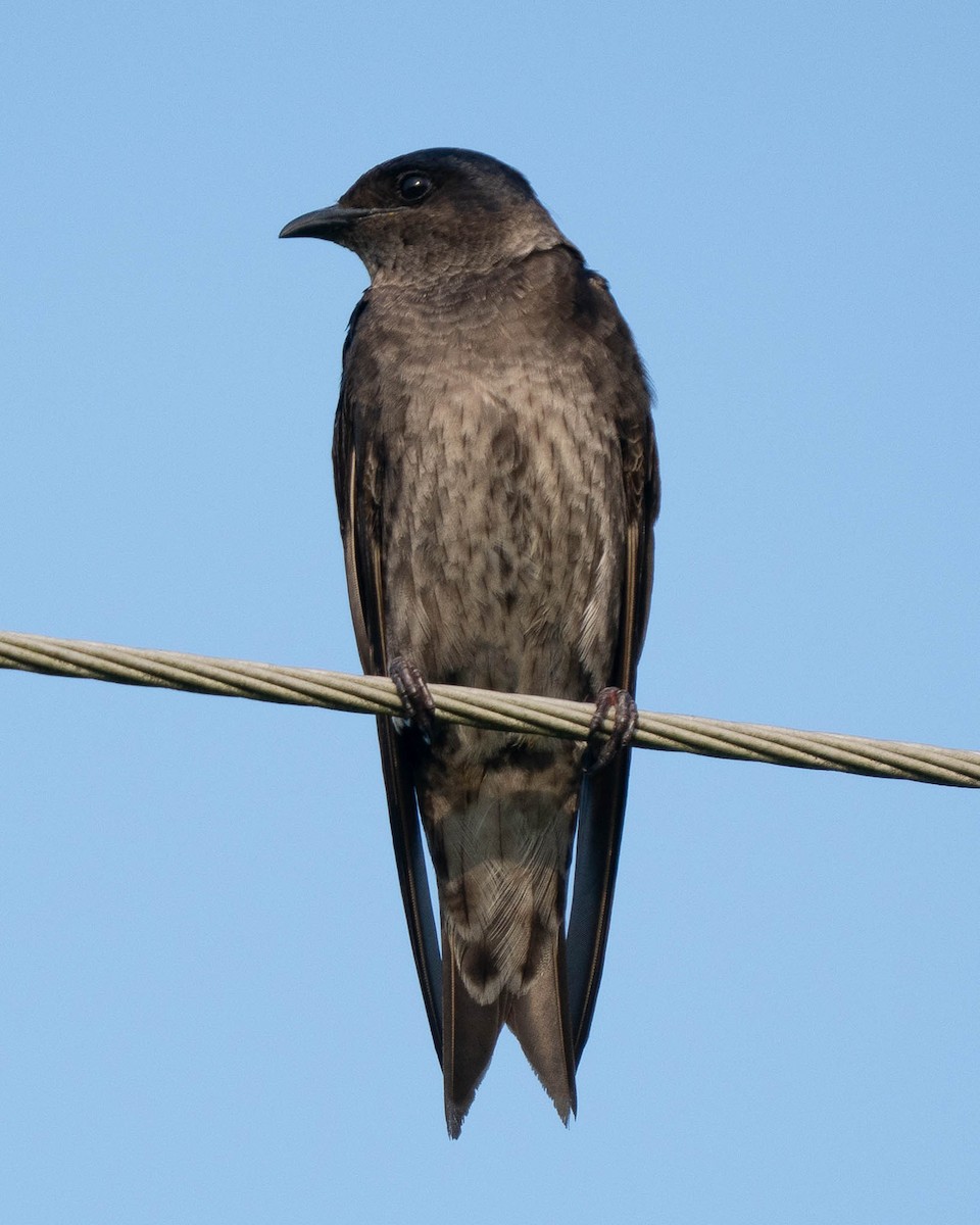 Purple Martin - ML641033382