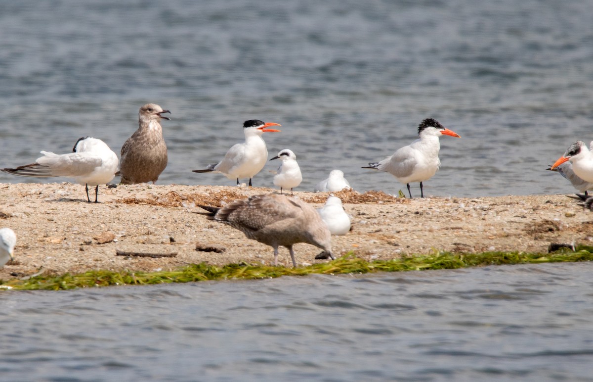Forster's Tern - ML641033396