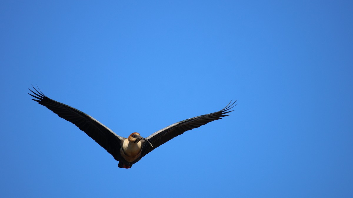 Black-faced Ibis - ML641033402